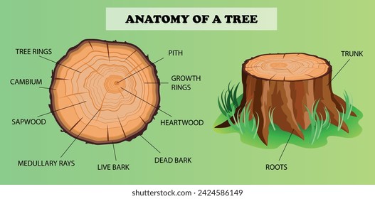 Anatomy of a tree diagram. Science education vector illustration