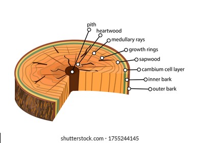 Anatomy of a tree isolated on white background. Structure of the slice of the tree layers in cross section. Tree trunk different layers scheme. Cross section of woody stems infographics. Stock vector