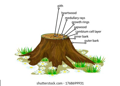 Anatomy of a tree isolated on white background. Structure of the slice of the tree layers in cross section. Tree trunk different layers scheme. Cross section of woody stems infographics. Stock vector