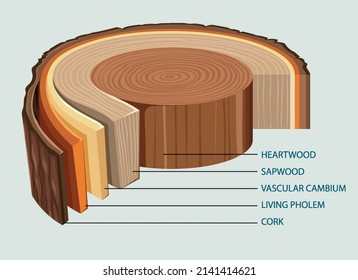 Anatomy of tree trunk  illustration