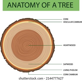 Anatomía de la ilustración del tronco del árbol