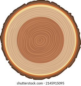 Anatomy of tree trunk  illustration