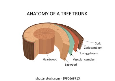 Anatomy of a tree trunk. Tree trunk layers