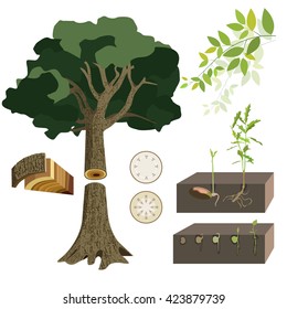 Anatomy of a tree vector set