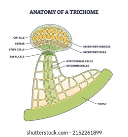 Anatomy of trichome with biological model structure closeup outline diagram. Labeled educational scheme with microscopic side view of cuticle, striae, stipe, basal cells and bract vector illustration.