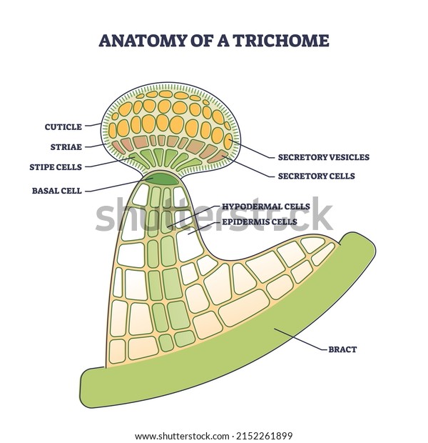 Anatomy of trichome with biological model\
structure closeup outline diagram. Labeled educational scheme with\
microscopic side view of cuticle, striae, stipe, basal cells and\
bract vector\
illustration.