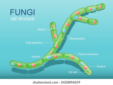 Anatomy of typical fungi cell. Fungal Hyphae and Cell Structure. Vector diagram