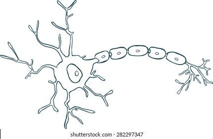 Anatomy of a typical human neuron 