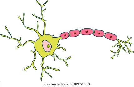 Anatomy of a typical human neuron 