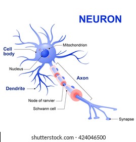 Anatomy of a typical human neuron