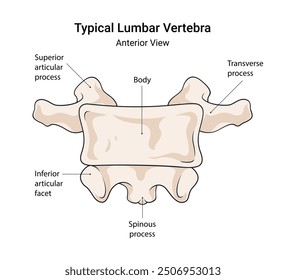 Anatomy of Typical Lumbar Vertebra Anterior View