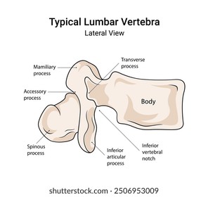 Anatomy of Typical Lumbar Vertebra Lateral View