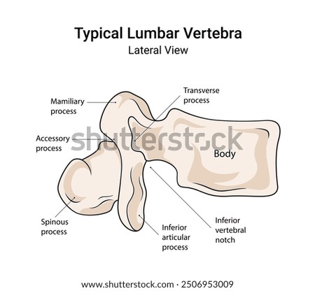 Anatomy of Typical Lumbar Vertebra Lateral View