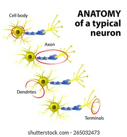 Anatomy of a typical multipolar neuron: dendrite, cell body (soma),  axon and terminal
