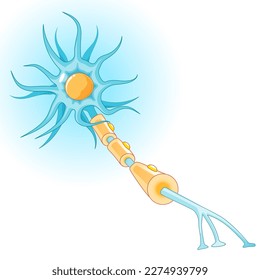 Anatomy of a typical neuron. Structure of nerve cell: axon, synapse, dendrite, myelin  sheath, node Ranvier and Schwann cell. Vector diagram