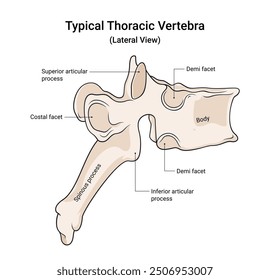 Anatomy of Typical Thoracic Vertebra Lateral View