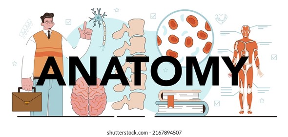 Anatomy typographic header. Internal human organ studying. Biology school subject, human body nervous, bone, muscle, blood systems learning. Flat vector illustration