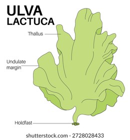 The anatomy of Ulva lactuca.