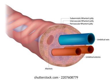 The Anatomy Of The Umbilical Cord. Cross-sectional Diagram Of Human Umbilical Cord. Fetal Circulation