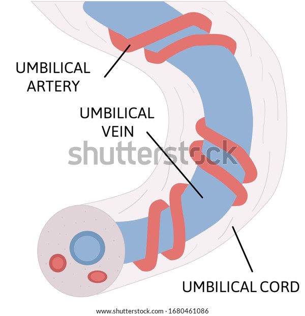 Anatomy Umbilical Cord Two Umbilical Arteries Stock Vector Royalty Free