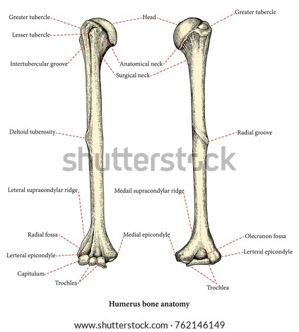 Anatomy Upper Human Arm Bones Hand Stock Vector (Royalty Free