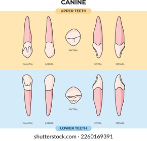 anatomy of the upper and lower canines in various positions that can be used for education