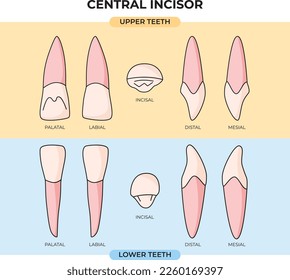 anatomy of the upper and lower central incisors in various angles with a flat design style that can be used for education