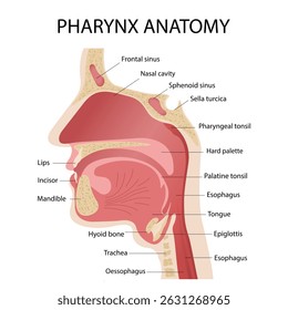 Anatomia das vias aéreas superiores Diagrama de corte transversal da faringe com descrições.