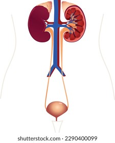 la anatomía del sistema urinario