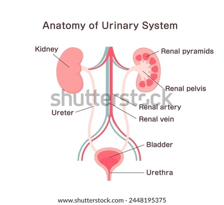 Anatomy of Urinary System. Vector illustration.