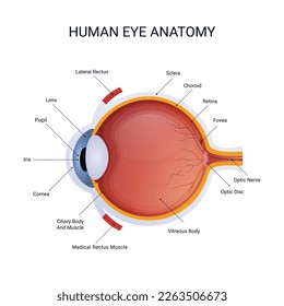 anatomy vector illustration of structure human eye