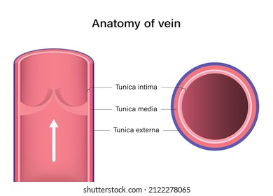 Anatomy Of Vein Longitudinal And Cross Section.