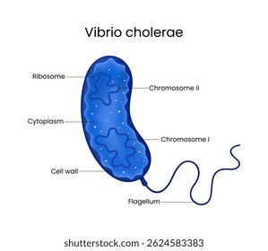 Anatomy of Vibrio Cholerae Bacterium