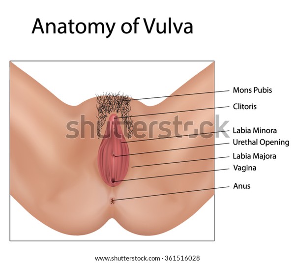 外阴解剖库存矢量图 免版税