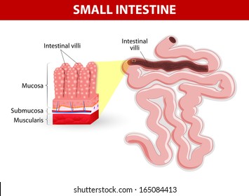 Small intestine anatomy Images, Stock Photos & Vectors | Shutterstock
