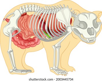 Anatomy Wild Bear Isolated Illustration Stock Vector (Royalty Free ...