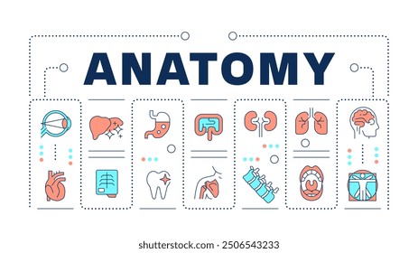 Anatomy word concept on white. Academic discipline. Medical education. Internal organs. Creative illustration banner surrounded by editable line colorful icons