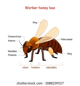 Anatomy of Worker honey bee. Close-up of bee with wings, sting, proboscis, mandibles, pollen basket, and compound eye. Information poster. educational scheme. vector illustration. 