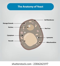 The anatomy of yeast cell