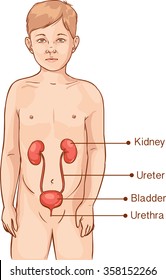 Anatomy Of A Young Child - Urinary System