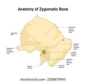 Anatomia da estrutura óssea zigomática