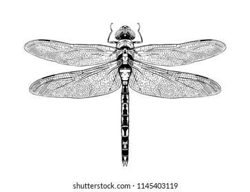 Anax imperator, emperor dragonfly, blue emperor. Highly detailed vector hand drawn illustration.