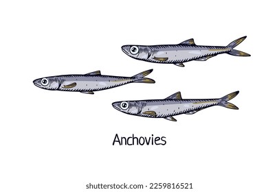 Anchovies, detailed drawing in retro realistic style. Vintage drawn sea, ocean fish, small marine fauna. Saltwater animal species. Handdrawn vector illustration isolated on white background