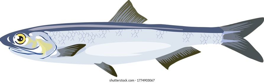 Anchovy Fish , Common Forage  Of The Family Engraulidae  - Vector