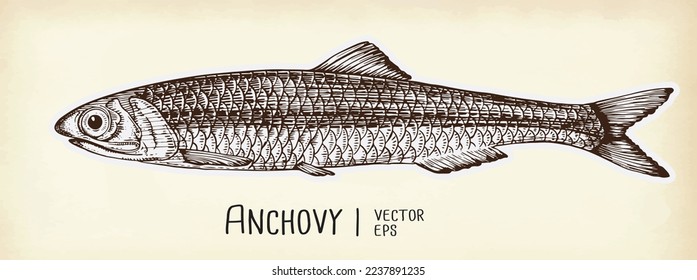 Anchovy fish hand drawn realistic illustration. Anchovy hand drawing engraving illustration. Marine food fish, whole fresh saltwater fish, seafood