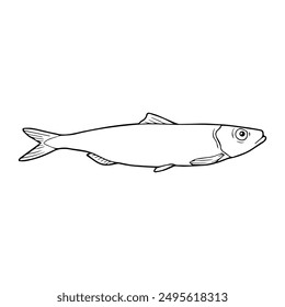 anchovy fish line vector illustration,isolated on white background,top view