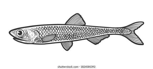 boceto de peces anchovy grabando ilustración vectorial. Diseño de impresión de ropa de camiseta. Imitación de tablero de raquetas. Imagen dibujada a mano en blanco y negro.
