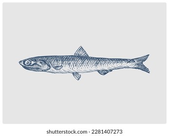 Anchovy fish sketch obsolete blue style vector illustration. Old hand drawn azure engraving imitation.