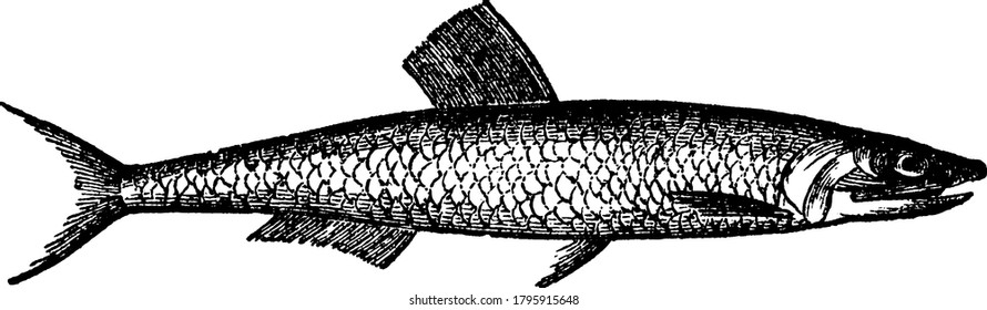 Peixe anchovy, um peixe pequeno sobre uma envergadura longa, a cabeça é afiada-pontiaguda, e a mandíbula inferior muito mais curta do que a parte superior; as escamas grande, prateado, e facilmente removido, a cauda profundamente bifurcada, vintage