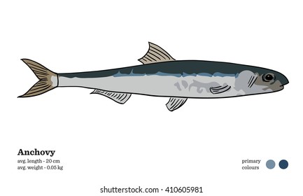 Anchovy fish vector illustration